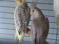 Sultan Papağanı Konuşturma Eğitimi ve Özellikleri