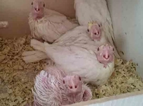 Sultan Papağanı Yavrusu Özellikleri ve Bakımı