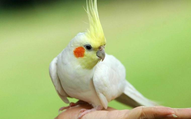 Sultan Papağanı Hızlı Nefes Almaları